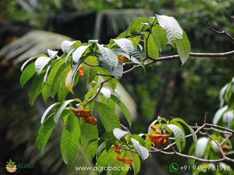 Tabernaemontana-alternifolia2