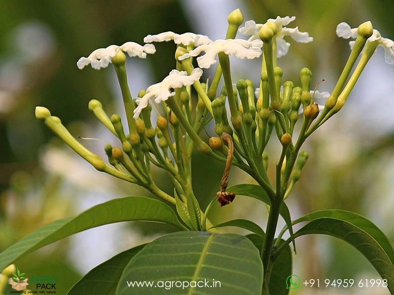 Tabernaemontana-alternifolia3