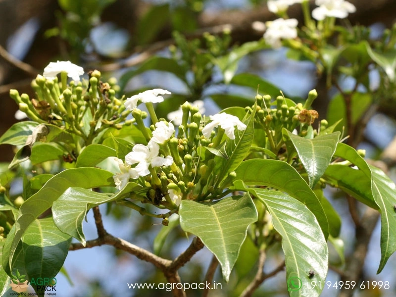 Tabernaemontana-alternifolia5