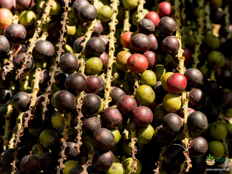Talipot-Palm3