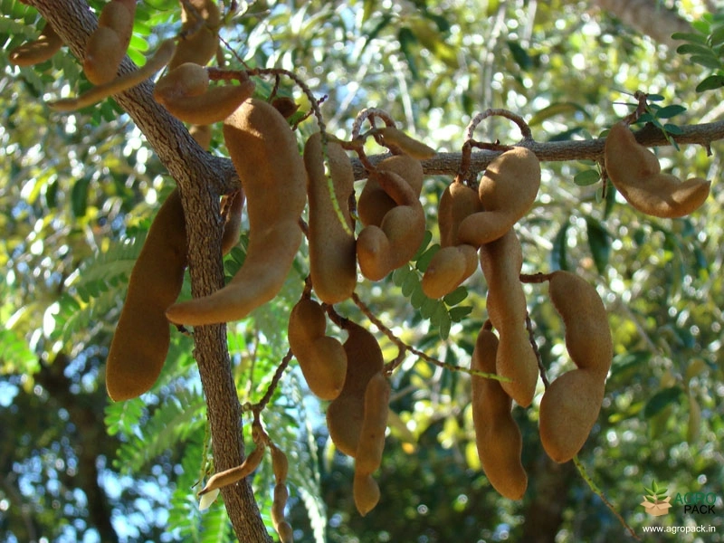 Tamarind3