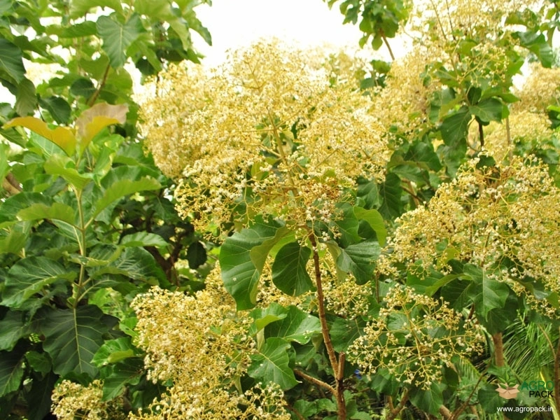 Teak2