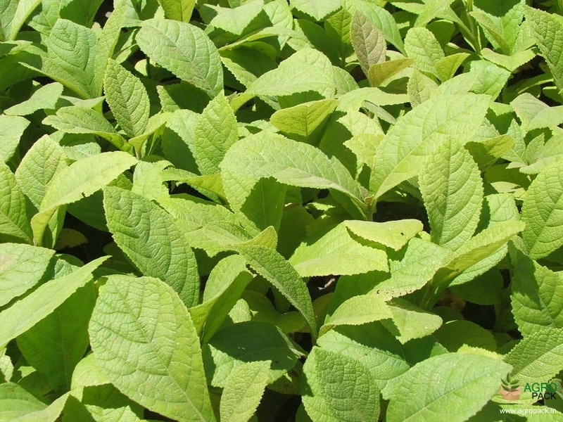 Teak5
