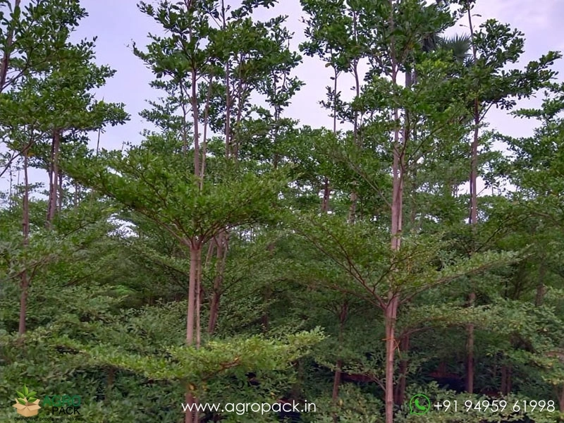 Terminalia-Mantaly-Green1