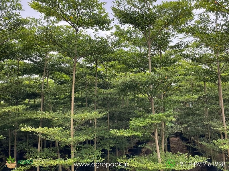Terminalia-Mantaly-Green2