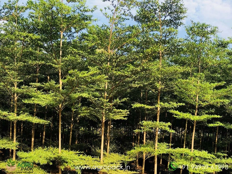 Terminalia-Mantaly-Green3
