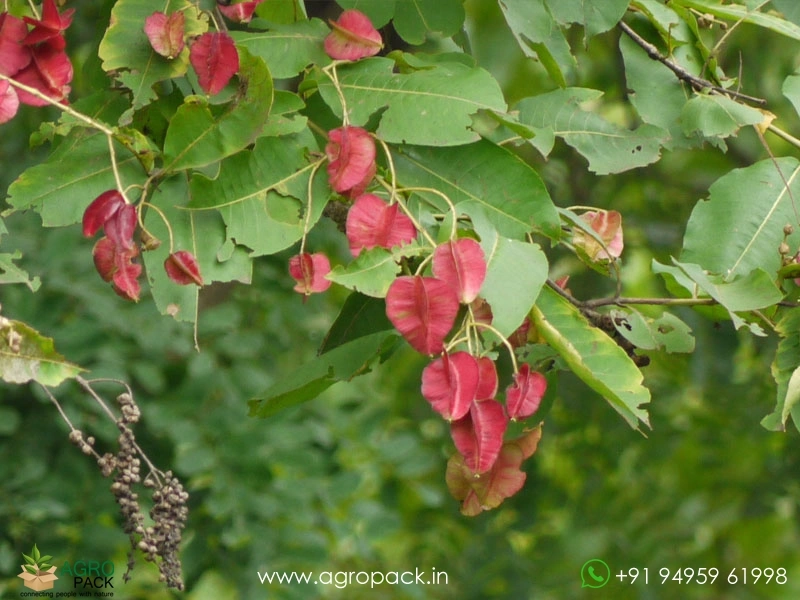 Terminalia-elliptica4
