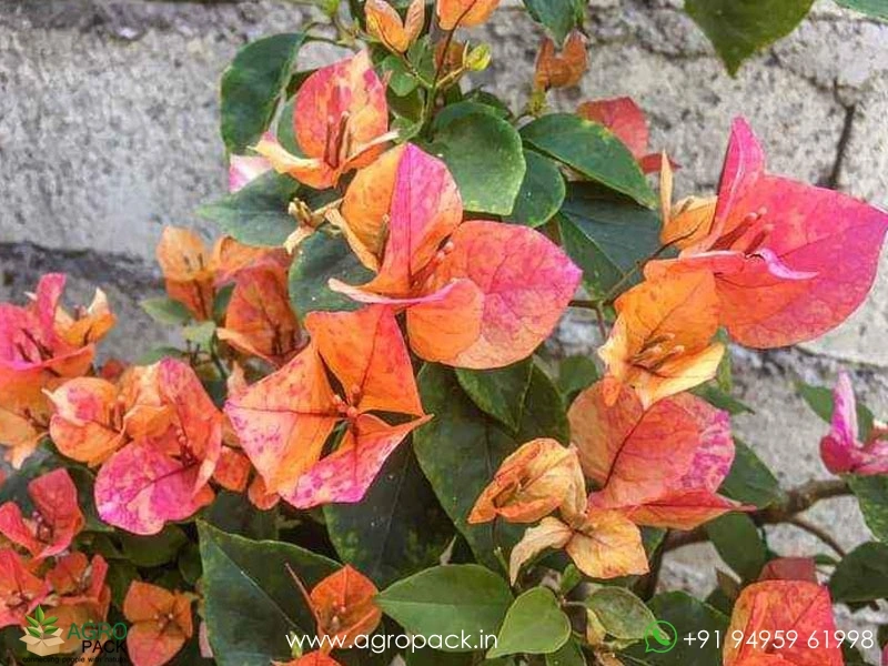 Thai-Bougainvillea3