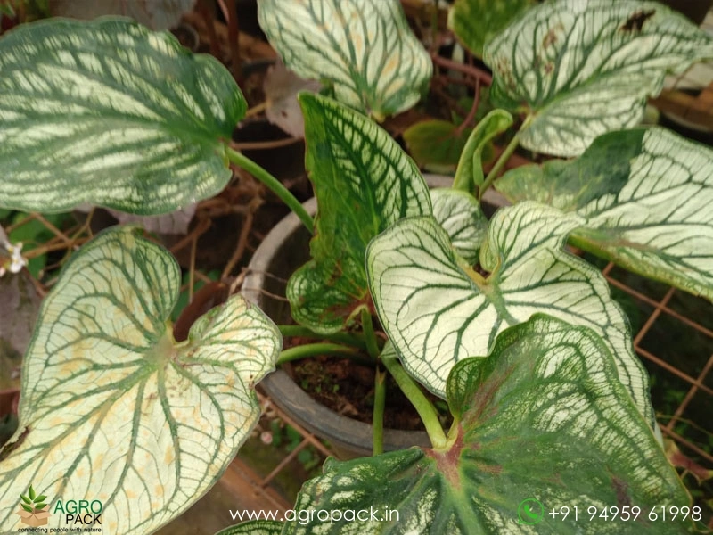 dieffenbachia tropic snow plant Dumb Cane