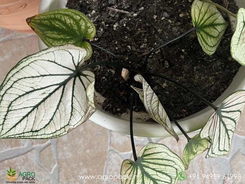 money plant indoor Money Plant Golden (Small) in Golden Metal Pot – Greenkin main image 0