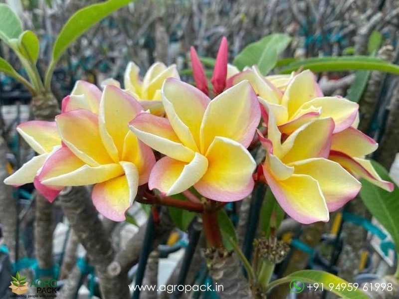 Thai-Variety-Plumeria-Rubra1