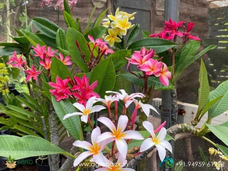 Thai-Variety-Plumeria-Rubra3