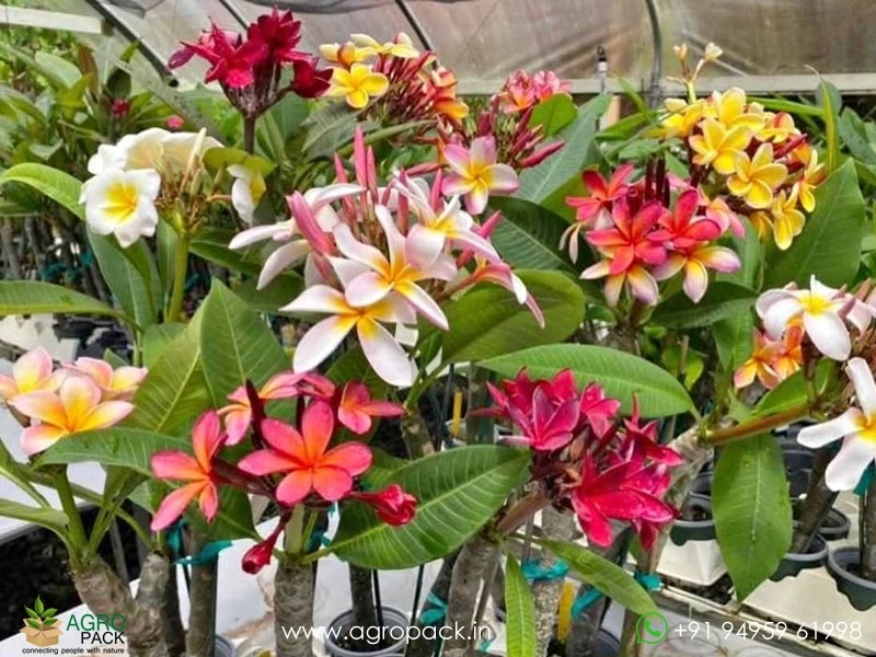 Thai-Variety-Plumeria-Rubra4