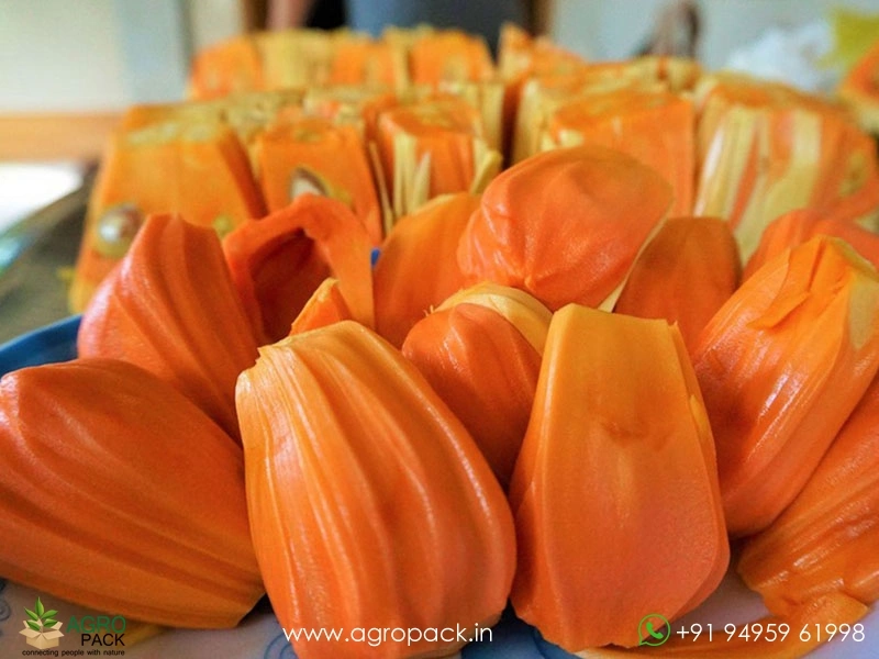 Thailand-Red-Jackfruit3