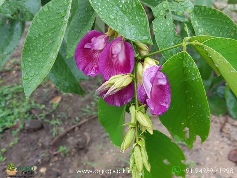 The-Butterfly-Pea-Tree2