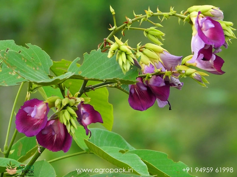 The-Butterfly-Pea-Tree3