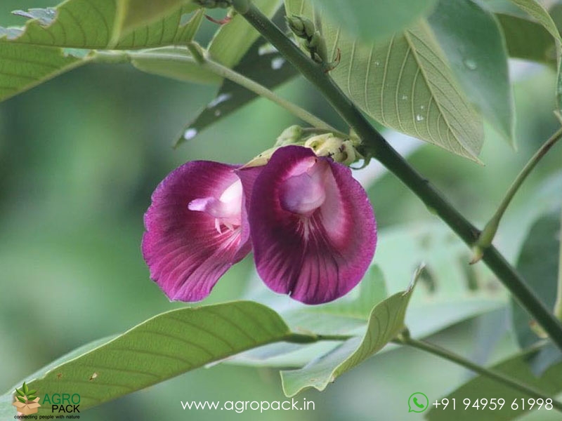 The-Butterfly-Pea-Tree4