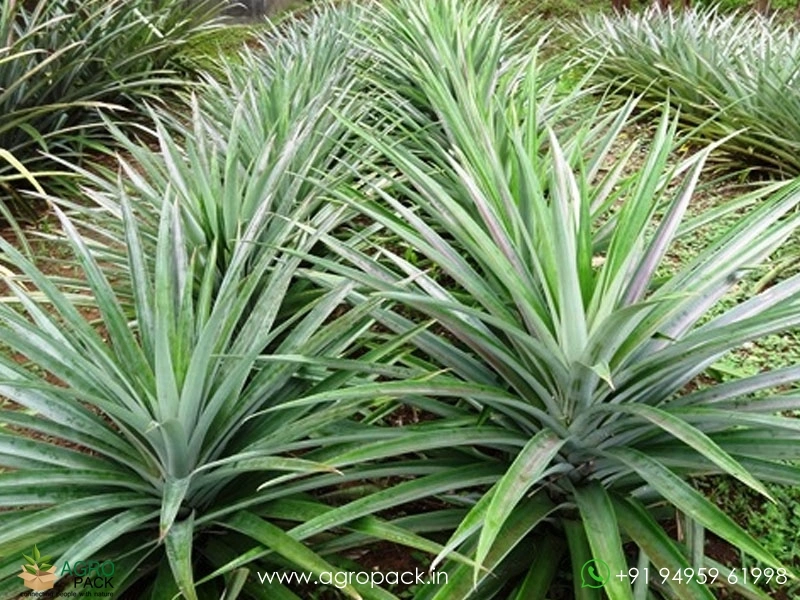 Thornless-Pineapple6