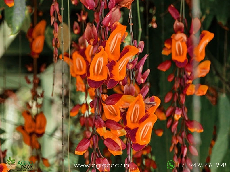 Thunbergia-Variegated1