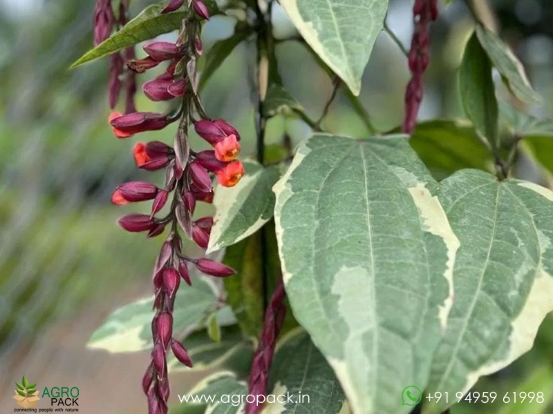 Thunbergia-Variegated3