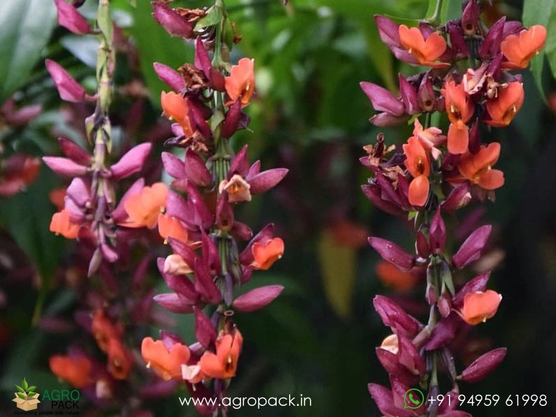 Thunbergia-Variegated4