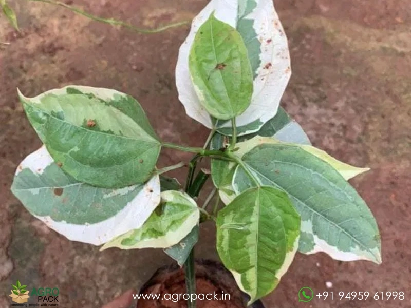 Thunbergia-Variegated5