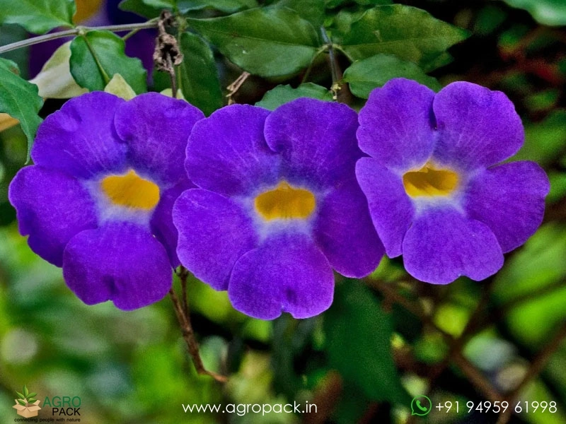 Thunbergia-erecta1
