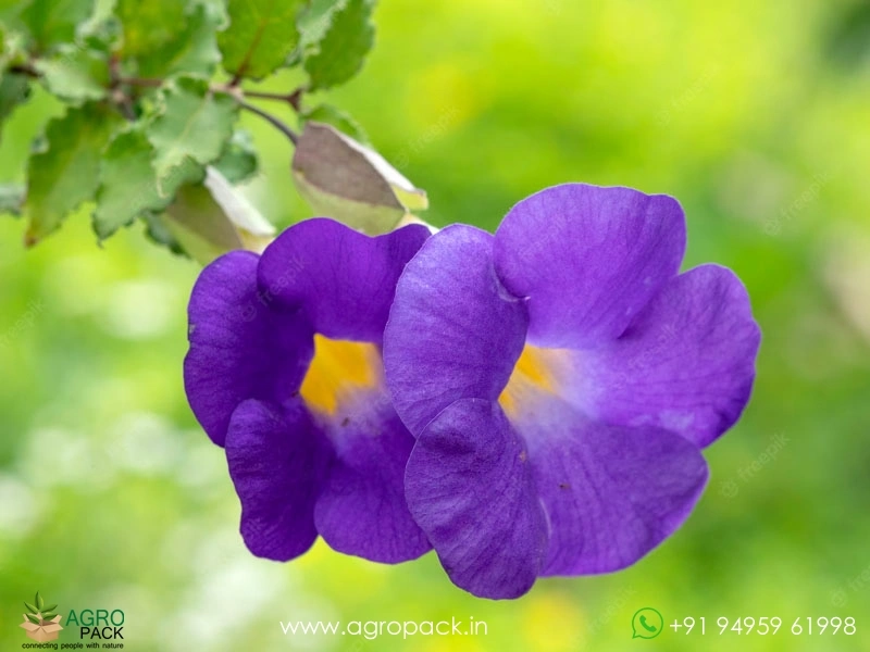 Thunbergia-erecta2