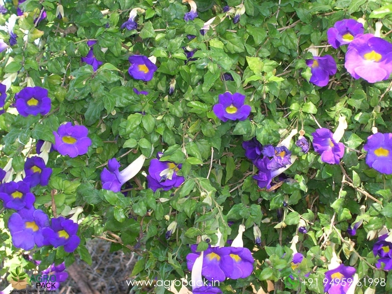 Thunbergia-erecta3
