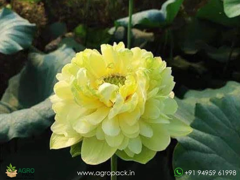 Tianzhong-Feicui-Chinese-Lotus1