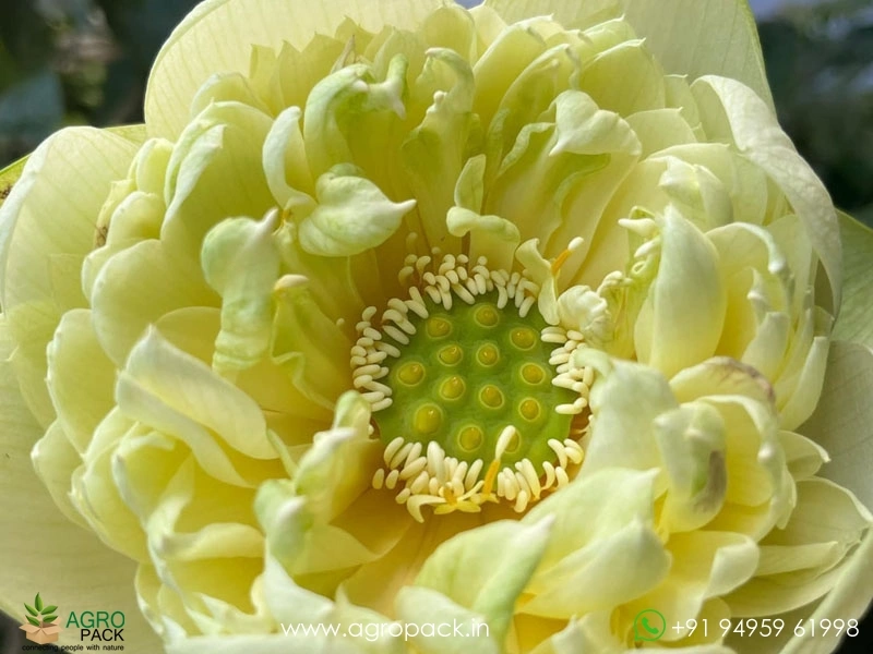 Tianzhong-Feicui-Chinese-Lotus2