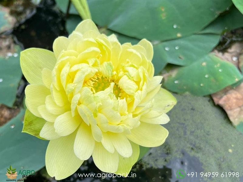 Tianzhong-Feicui-Chinese-Lotus3