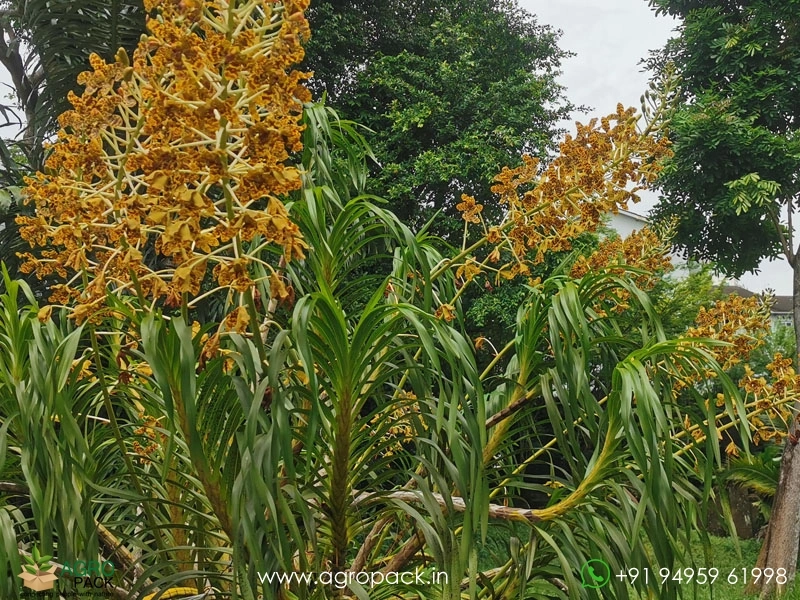 Tiger-Orchid1