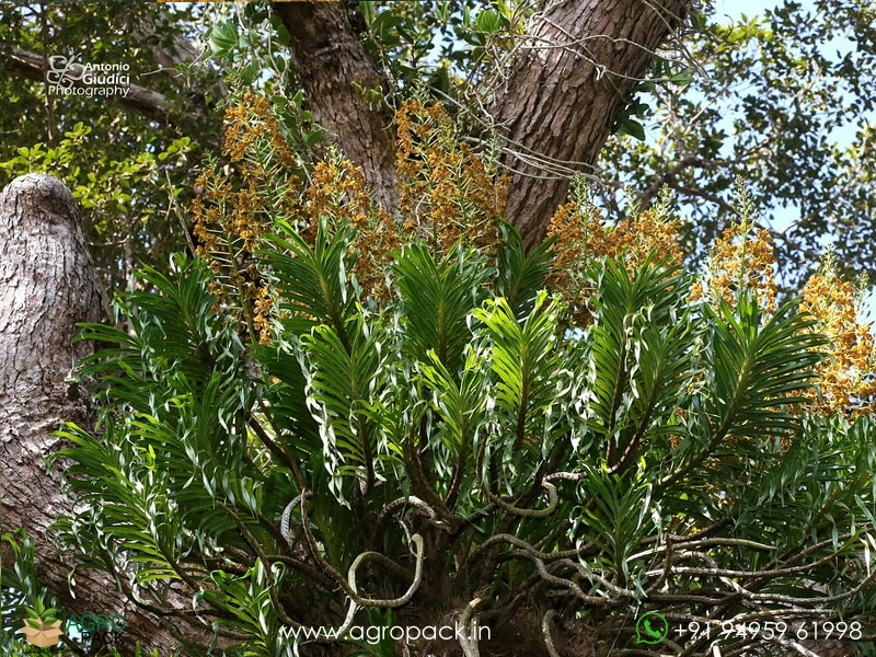 Tiger-Orchid3