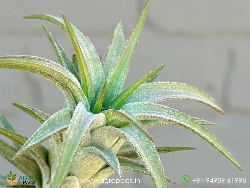 Tillandsia-Ionantha-Vanhyngii2