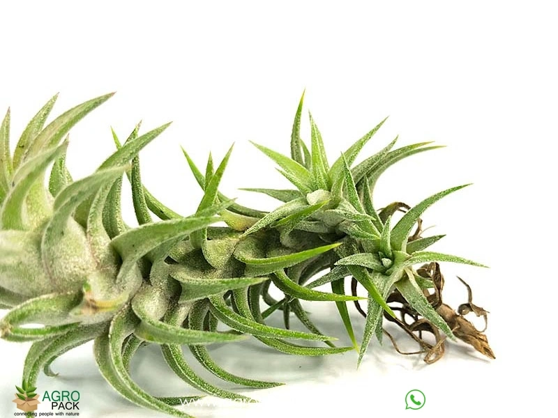 Tillandsia-Ionantha-Vanhyngii3