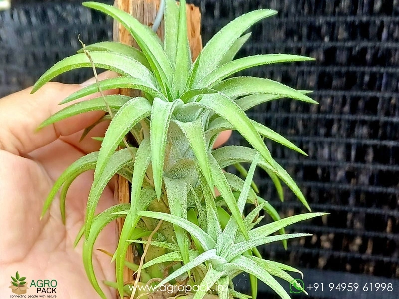 Tillandsia-Ionantha-Vanhyningii-Jumbo-Air-Plant3
