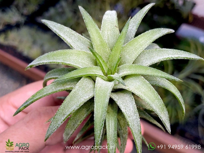 Tillandsia Ionantha Vanhyningii Jumbo Air Plant Plant For Sale In