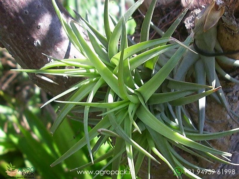 Tillandsia-bergeri1