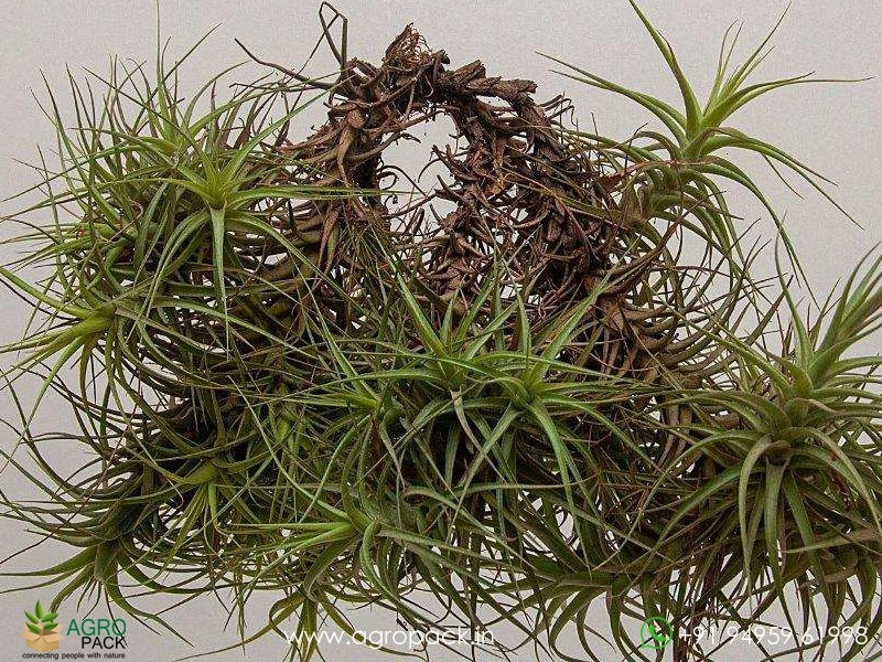 Tillandsia-bergeri2