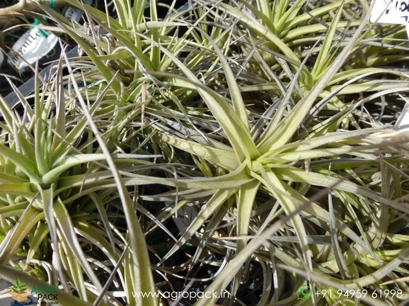 Tillandsia-bergeri3