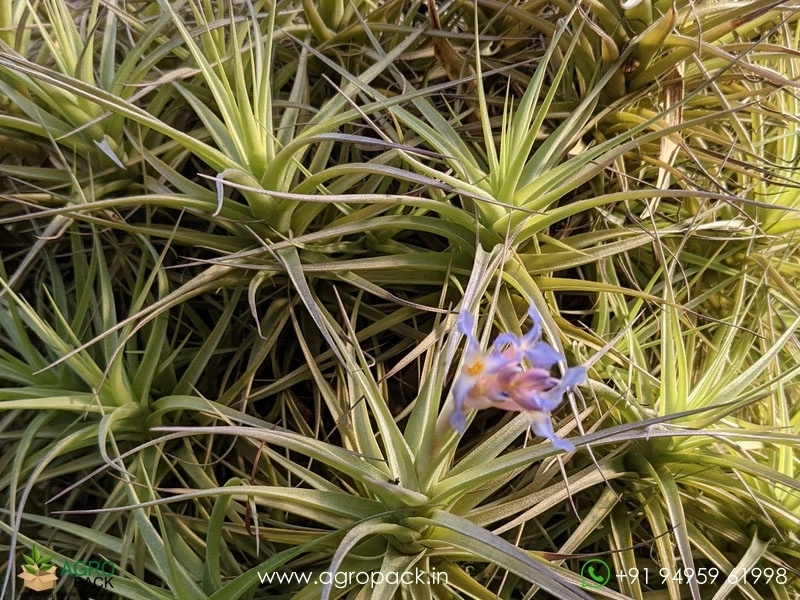 Tillandsia-bergeri4