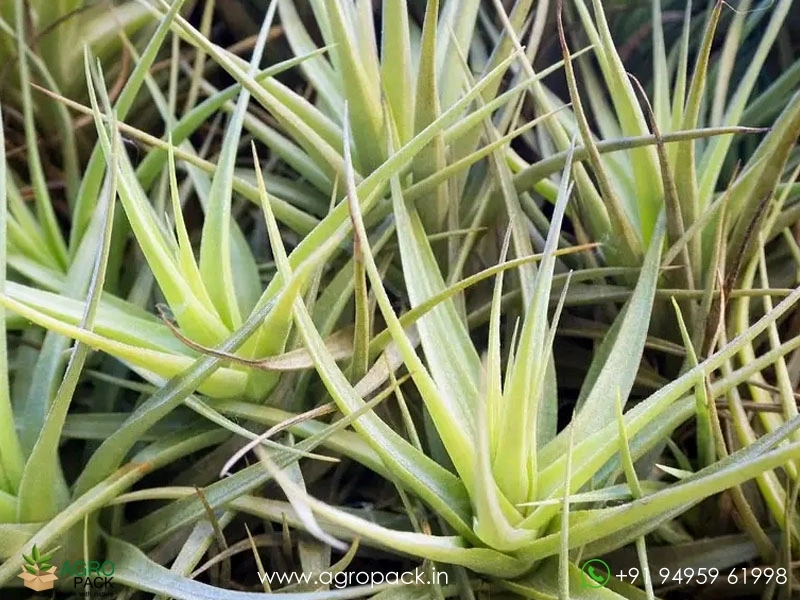 Tillandsia-bergeri5
