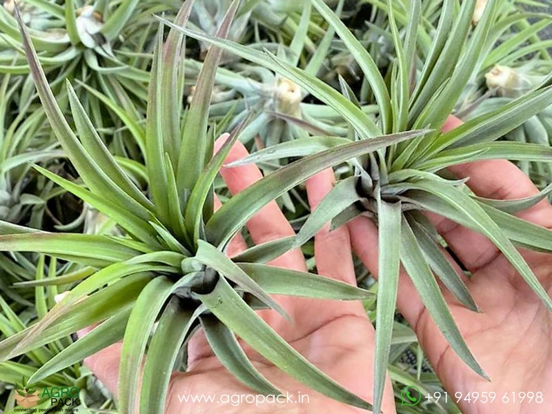 Tillandsia-brachycaulos2