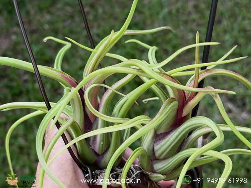 Tillandsia-caput-medusae-Variegated1
