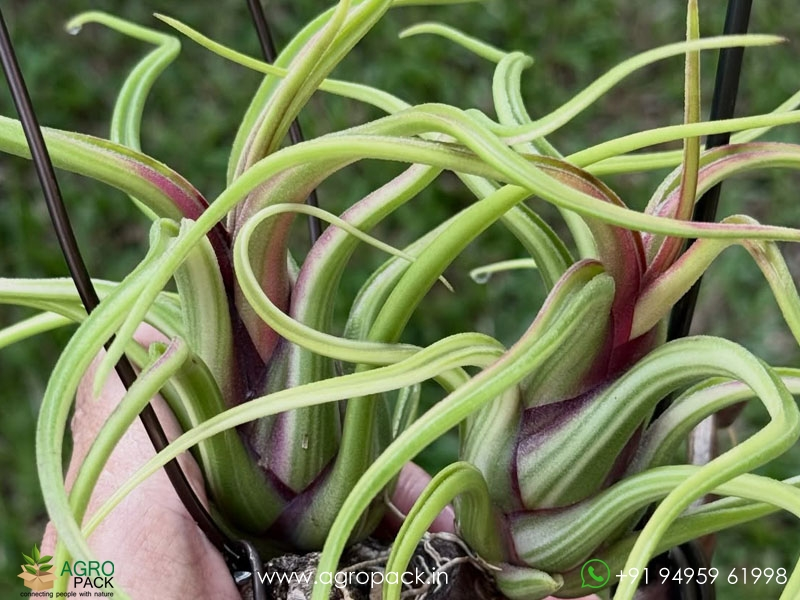 Tillandsia-caput-medusae-Variegated2