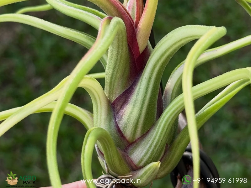 Tillandsia-caput-medusae-Variegated3
