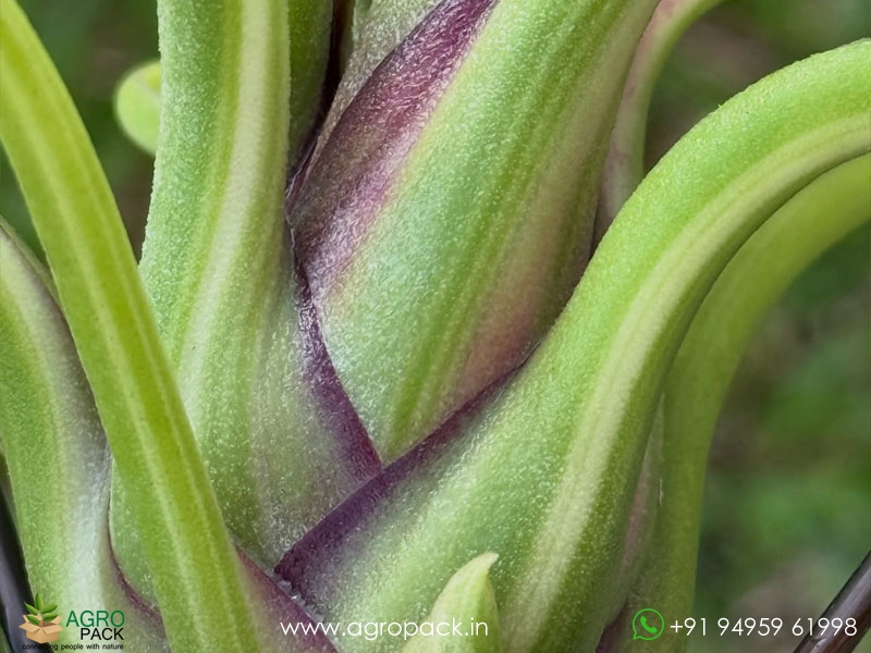 Tillandsia-caput-medusae-Variegated4