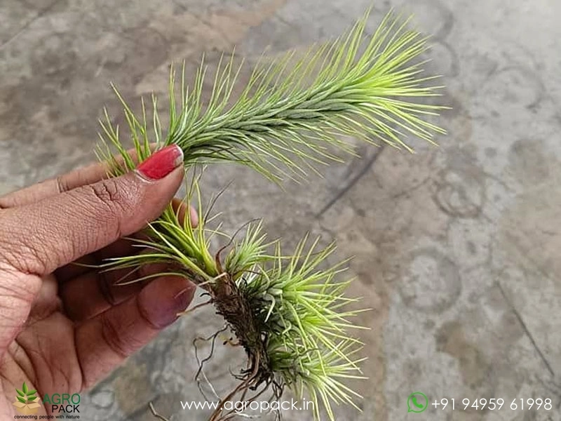 Tillandsia-funckiana1