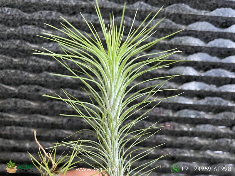 Tillandsia-funckiana2